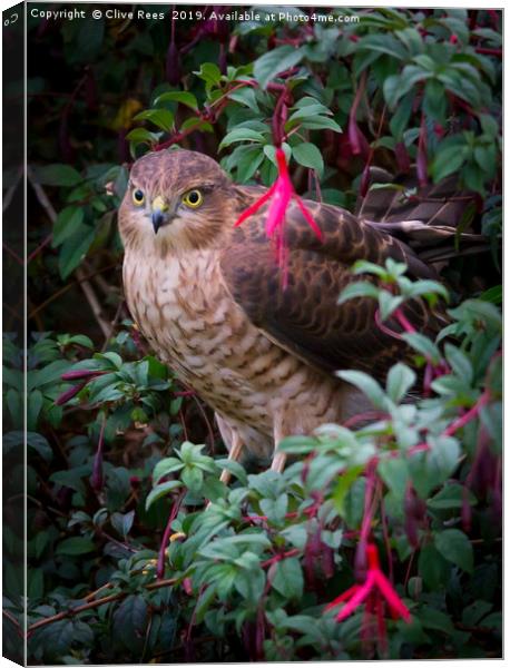Sparrowhawk perched Canvas Print by Clive Rees