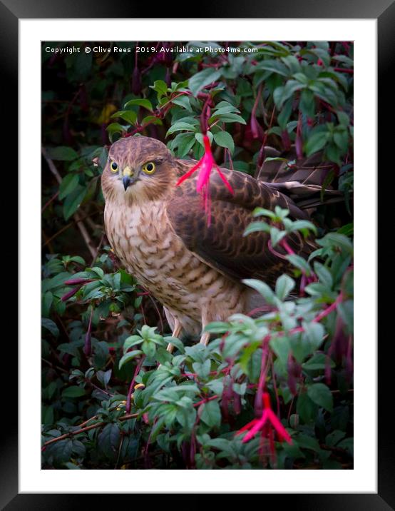 Sparrowhawk perched Framed Mounted Print by Clive Rees