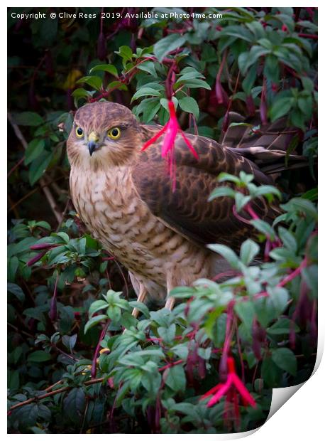 Sparrowhawk perched Print by Clive Rees