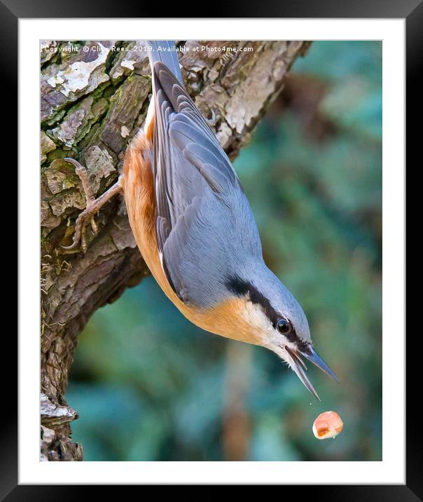 Nuthatch dropping Nut Framed Mounted Print by Clive Rees