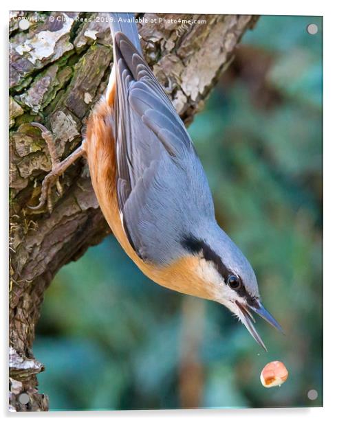 Nuthatch dropping Nut Acrylic by Clive Rees