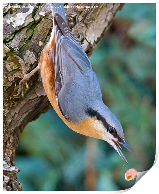 Nuthatch dropping Nut Print by Clive Rees