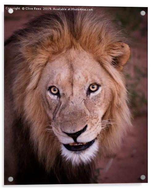 Male Lion Portrait Acrylic by Clive Rees