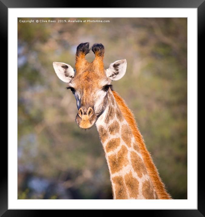 Giraffe  Framed Mounted Print by Clive Rees
