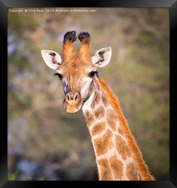 Giraffe  Framed Print by Clive Rees