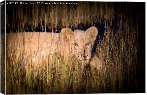 White Lion Cub Canvas Print by Clive Rees