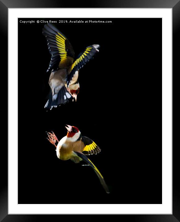 Goldfinch Fight Framed Mounted Print by Clive Rees
