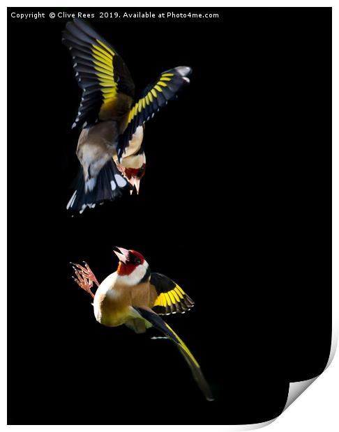 Goldfinch Fight Print by Clive Rees
