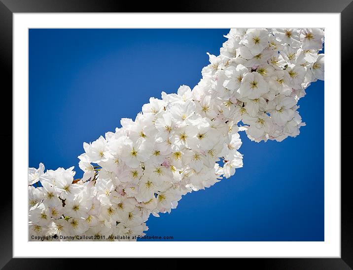 Cherry Blossom II Framed Mounted Print by Danny Callcut