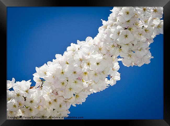 Cherry Blossom II Framed Print by Danny Callcut