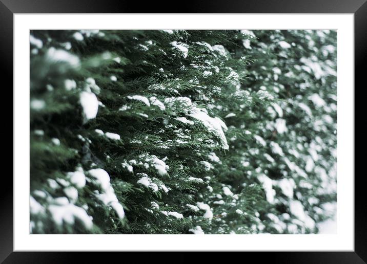Evergreen Hedgerow in Snow Framed Mounted Print by Jodie Grover