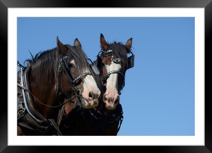 Clydesdales ready to go Framed Mounted Print by Peter Righteous