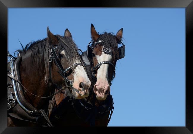 Clydesdales ready to go Framed Print by Peter Righteous