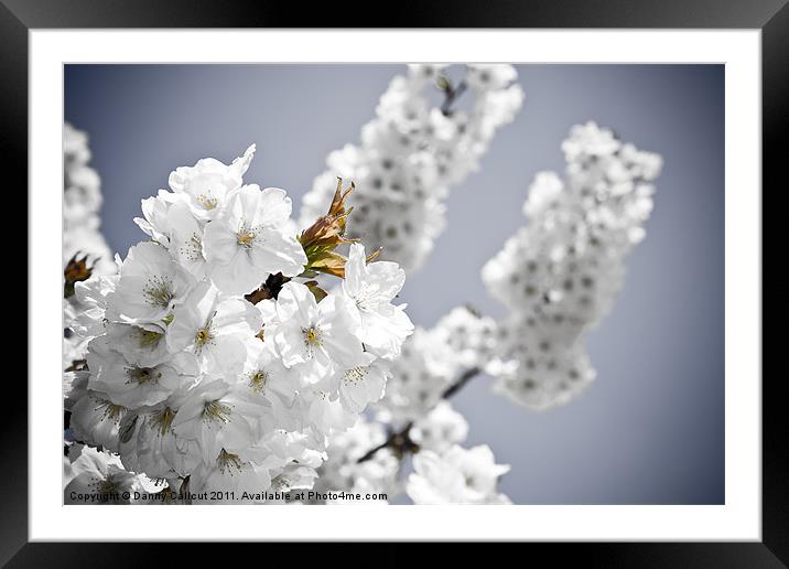 Cherry blossom IV Framed Mounted Print by Danny Callcut