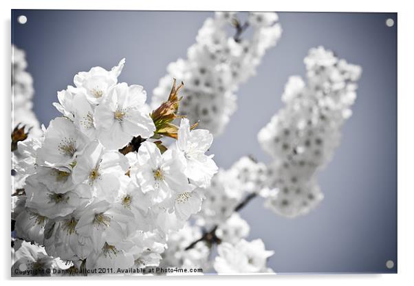 Cherry blossom IV Acrylic by Danny Callcut
