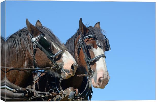Clydesdales ready to go Canvas Print by Peter Righteous
