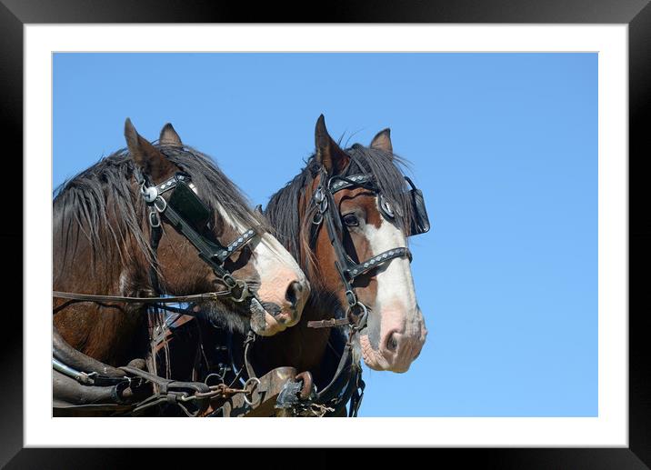 Clydesdales ready to go Framed Mounted Print by Peter Righteous