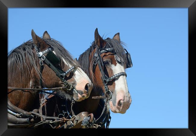 Clydesdales ready to go Framed Print by Peter Righteous