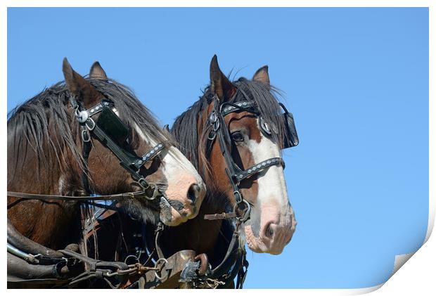 Clydesdales ready to go Print by Peter Righteous