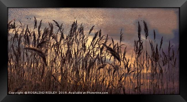 "Reeds in a breeze" Framed Print by ROS RIDLEY