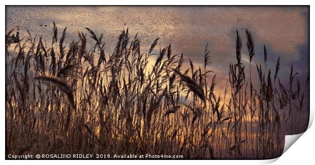 "Reeds in a breeze" Print by ROS RIDLEY