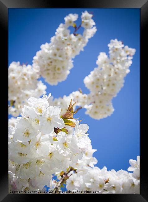 Cherry Blossom III Framed Print by Danny Callcut