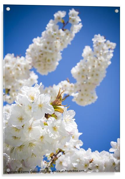 Cherry Blossom III Acrylic by Danny Callcut