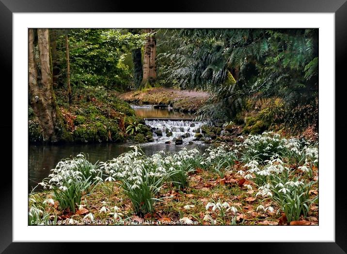 "Snowdrops by an icy stream" Framed Mounted Print by ROS RIDLEY