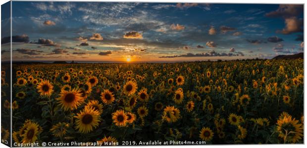 Sunflowers at Rhossili  Canvas Print by Creative Photography Wales