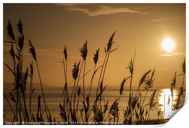 Rushes at Dawn, Laugharne Estuary Print by Creative Photography Wales