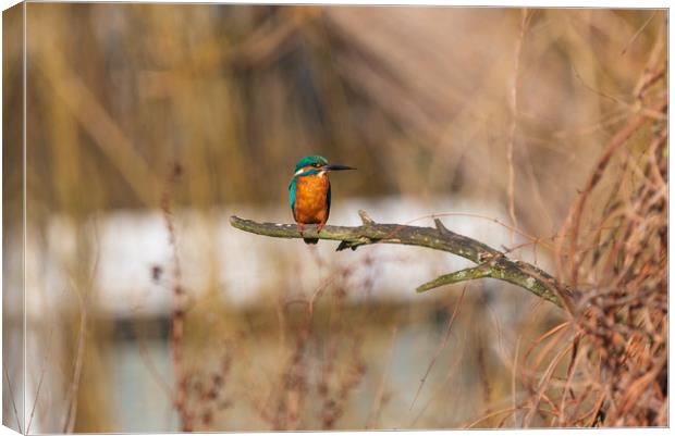 Kingfisher Canvas Print by Andrew Scott