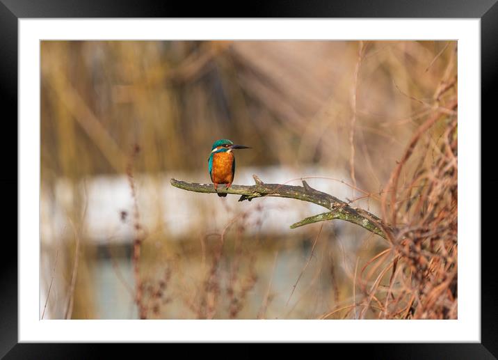 Kingfisher Framed Mounted Print by Andrew Scott