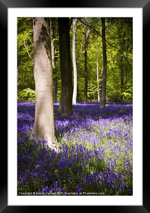 Marlborough Beech forest with bluebells Framed Mounted Print by Danny Callcut