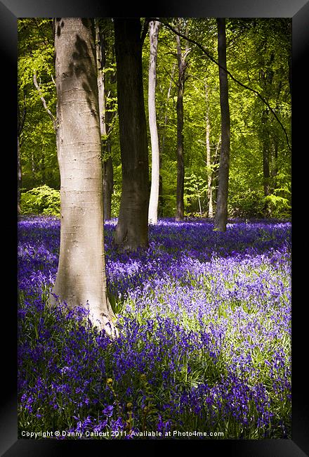 Marlborough Beech forest with bluebells Framed Print by Danny Callcut