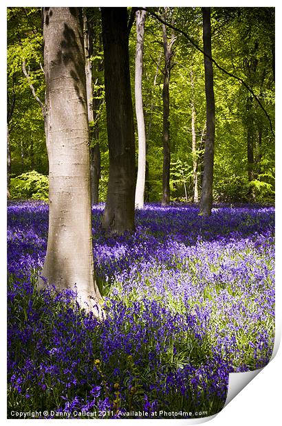 Marlborough Beech forest with bluebells Print by Danny Callcut