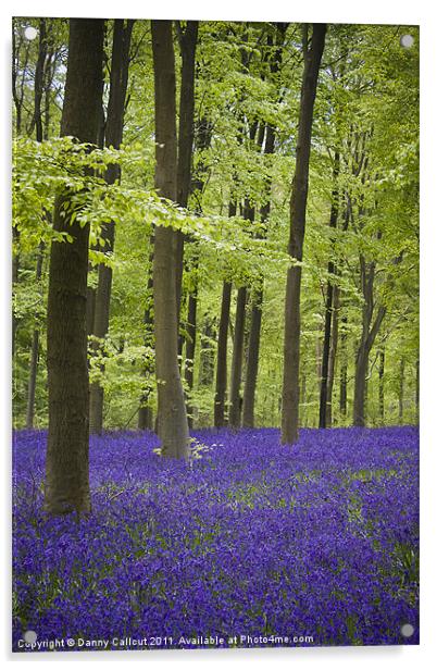 Bluebell Wood Acrylic by Danny Callcut