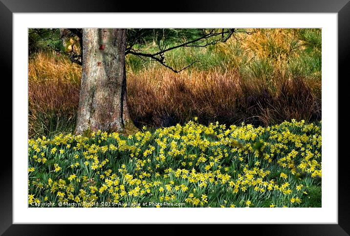 Daffodil Valley, Farndale, Yorkshire Framed Mounted Print by Martyn Arnold