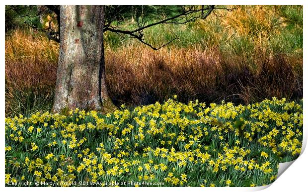 Daffodil Valley, Farndale, Yorkshire Print by Martyn Arnold