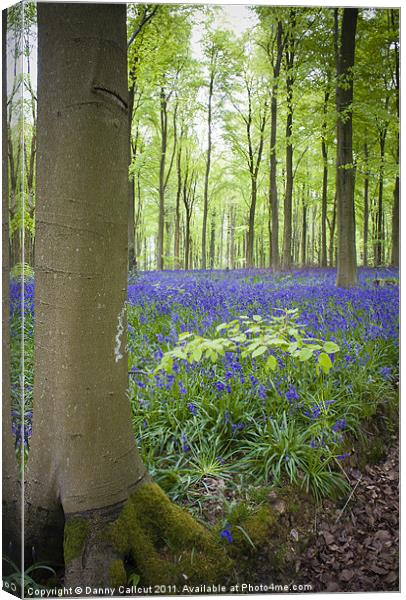 Beech tree and bluebell blanket Canvas Print by Danny Callcut