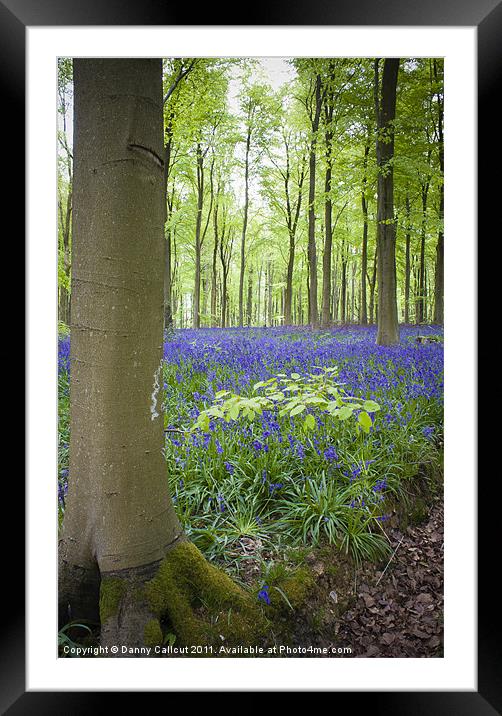 Beech tree and bluebell blanket Framed Mounted Print by Danny Callcut