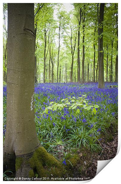 Beech tree and bluebell blanket Print by Danny Callcut