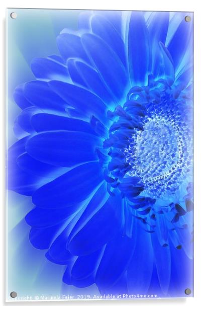 electric blue gerbera Acrylic by Marinela Feier