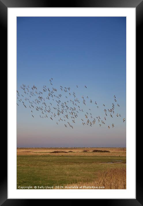 Birds in Flight at Blakeney Framed Mounted Print by Sally Lloyd