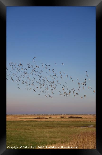 Birds in Flight at Blakeney Framed Print by Sally Lloyd
