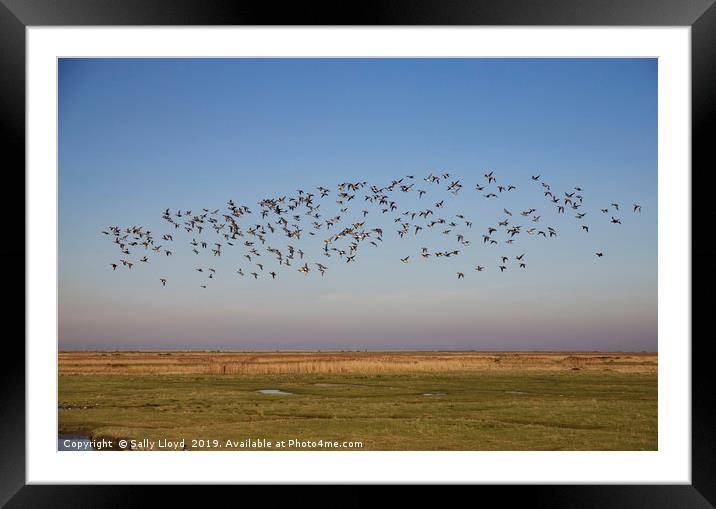 Birds in Flight at Blakeney - Landscape Framed Mounted Print by Sally Lloyd
