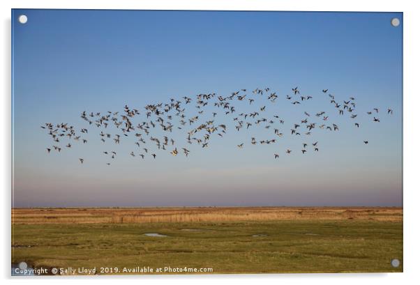 Birds in Flight at Blakeney - Landscape Acrylic by Sally Lloyd