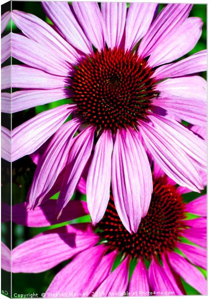 Echinacea Canvas Print by Stephen Maxwell