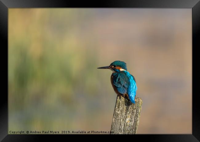 Kingfisher Framed Print by Andrew Paul Myers