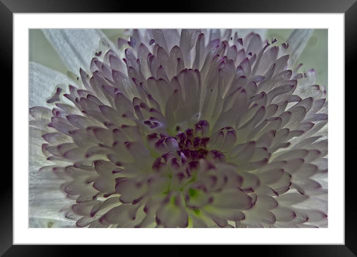 Chrysanthemum Framed Mounted Print by Brian Roscorla