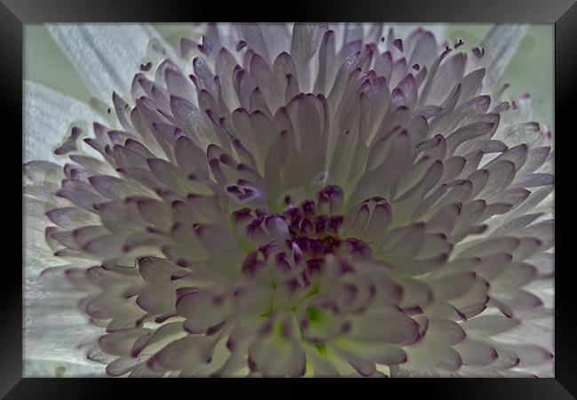 Chrysanthemum Framed Print by Brian Roscorla